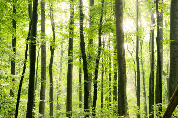 Sun streams through light green leaves in a stand of tall, thin trees.