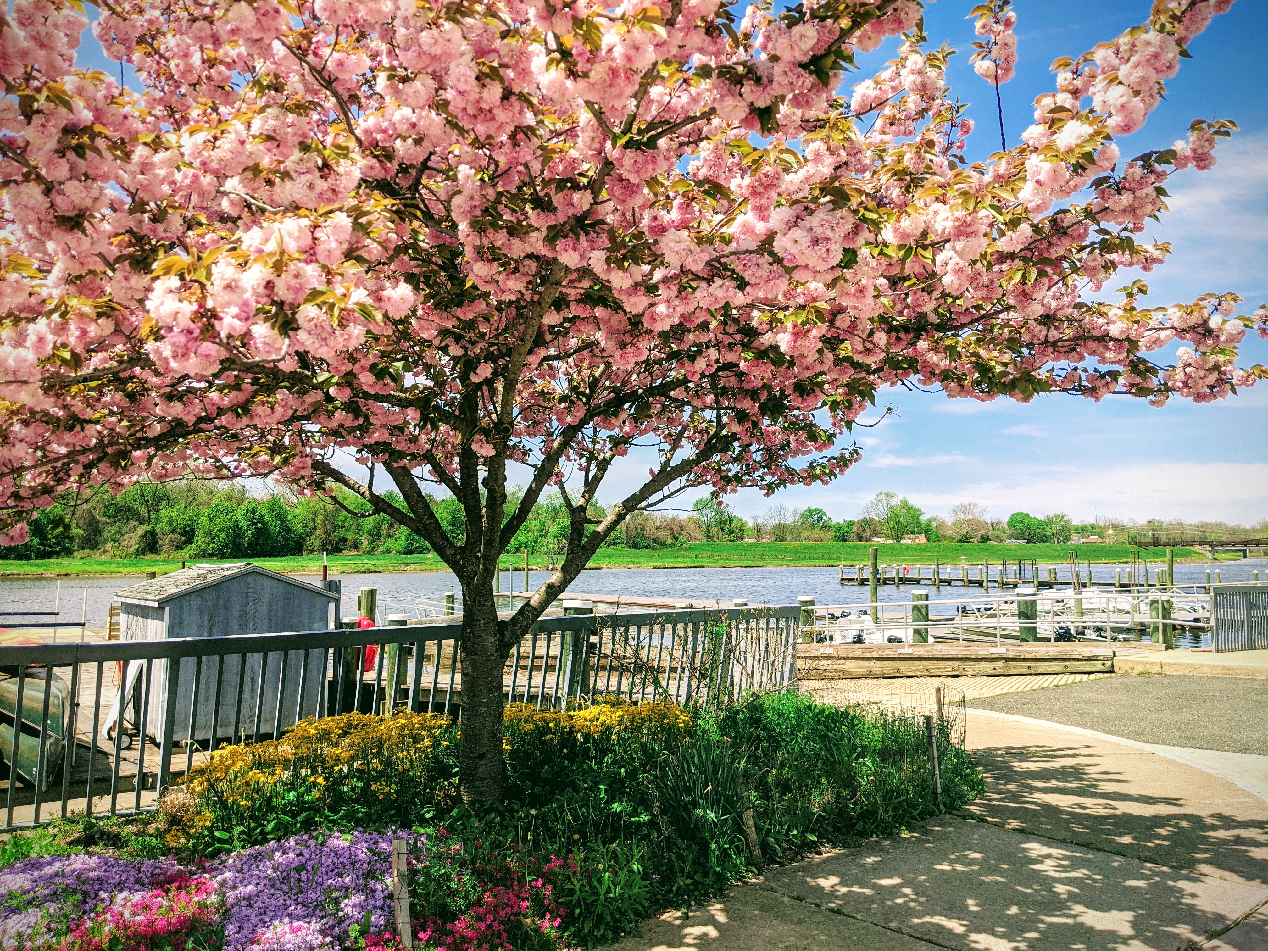 A Boat Ramp and wooden dock in the Spring, with blue skies overhead and a Cherry Blossom Tree in bloom above a colorful flowerbed.