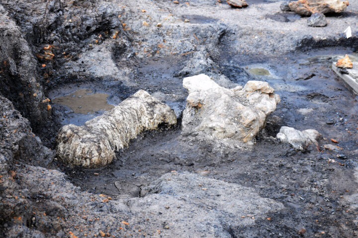 dinosaur fossils discovered in july 2023