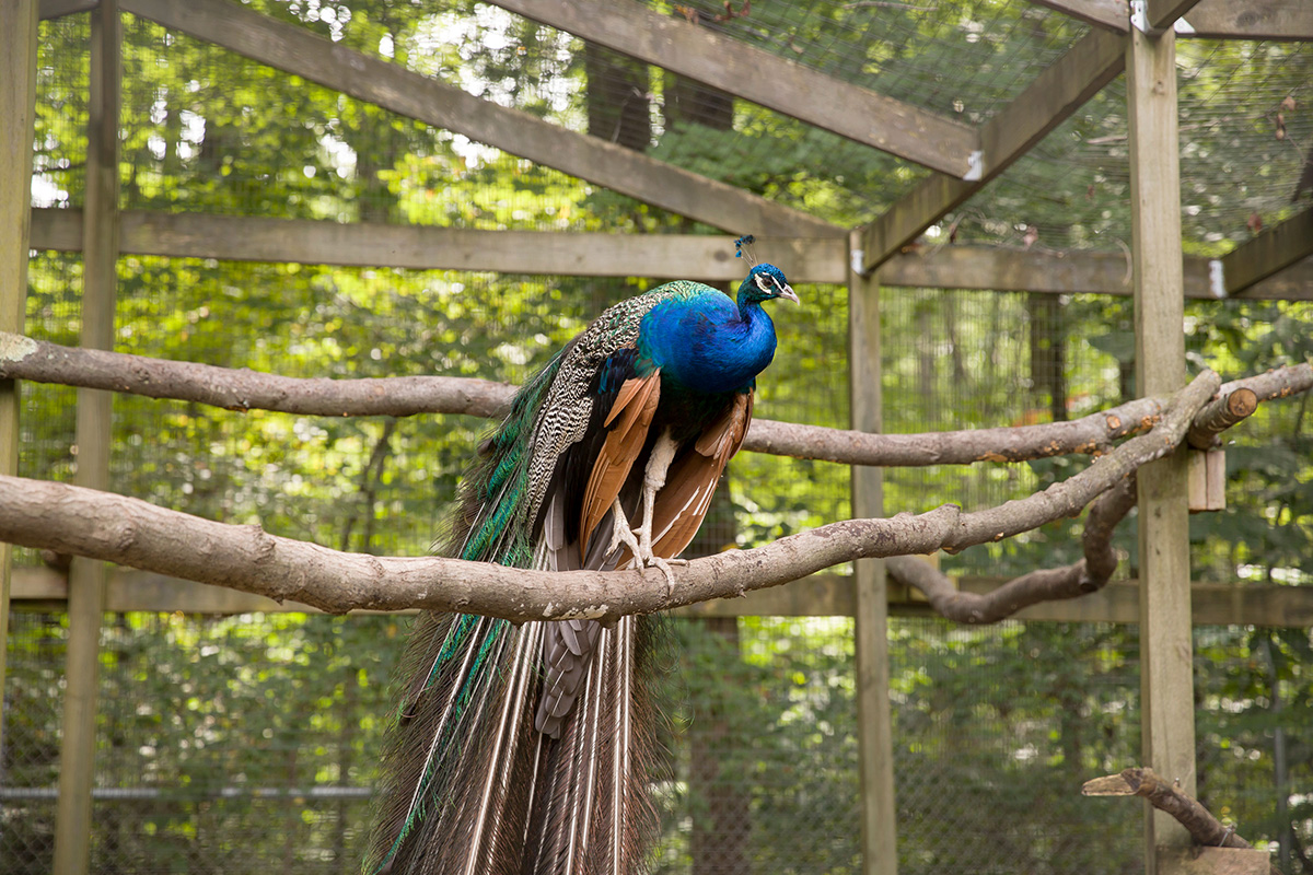 A male peacock sits on a wooden perch made of a tree branch, inside a large enclosure with a wooden frame and chicken wire. His body is bright blue and his long, feathered tail trails down behind him. Outside the enclosure are tall trees.