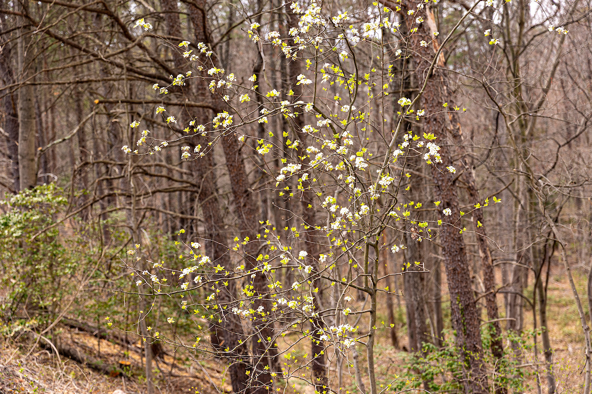 Blossoming branches of forsythia and bradford pear at the edge of a wooded area. The trees in the background are bare with no foliage.