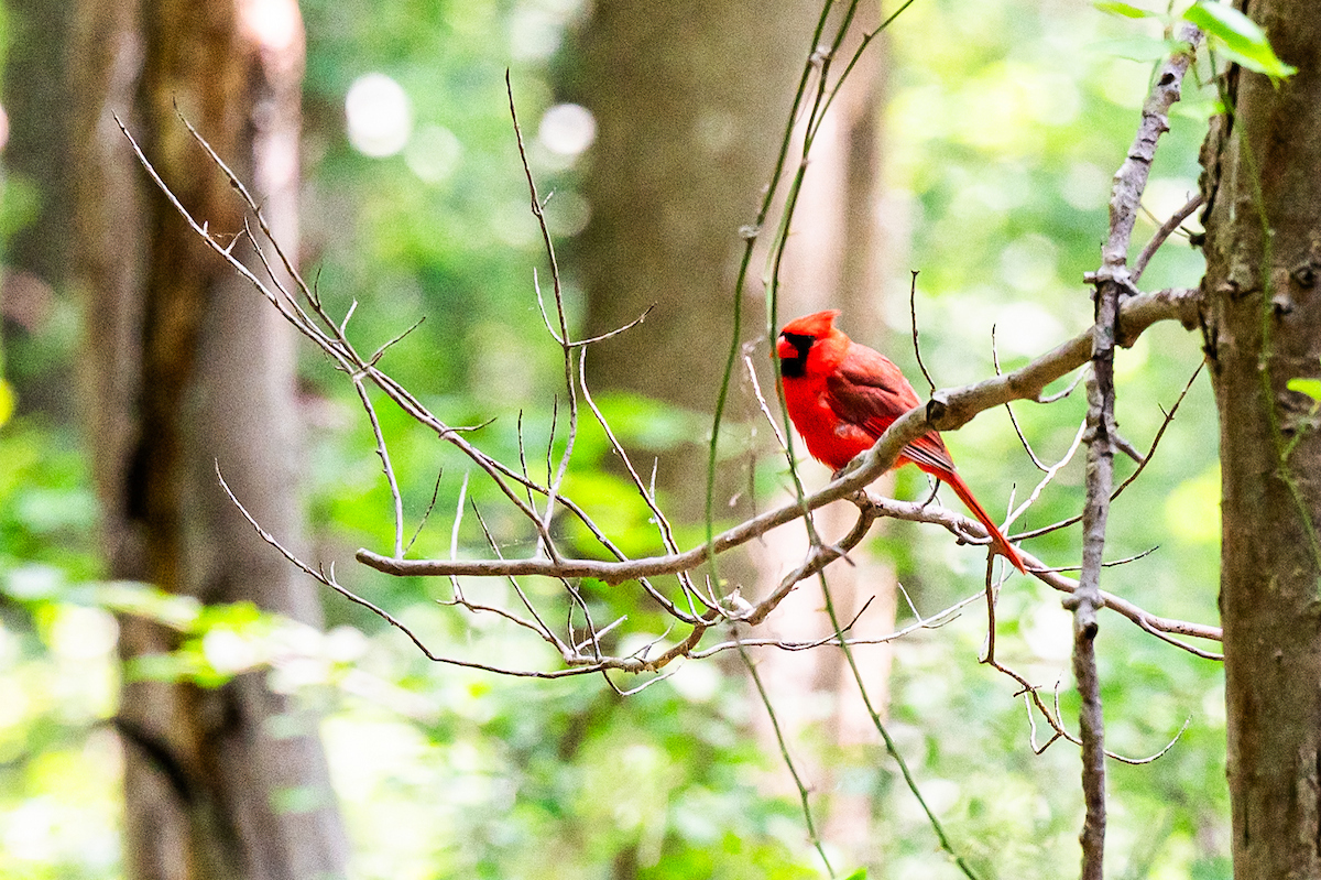 A bright red cardinal sits on a bare branch in a wooded area.
