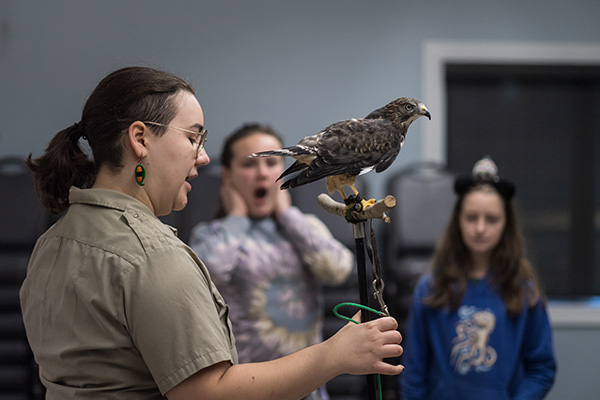 In a room, a park ranger holds a metal pole on which a small hawk is perched. In the background are two impressed spectators.