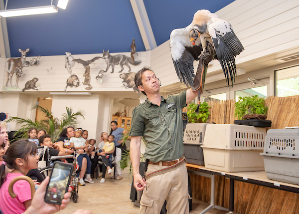 In a nature center, a ranger in front of an seated crowd holds a large bird on one raised arm. The bird, a king vulture, has an orange beak and striking, white and black wings.