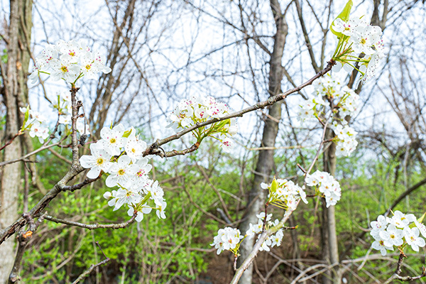 Clusters of white blossoms on tree branches.