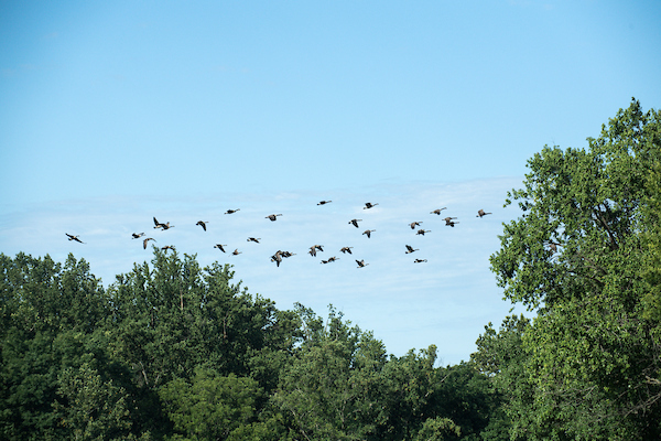 Birds flying over the trees.
