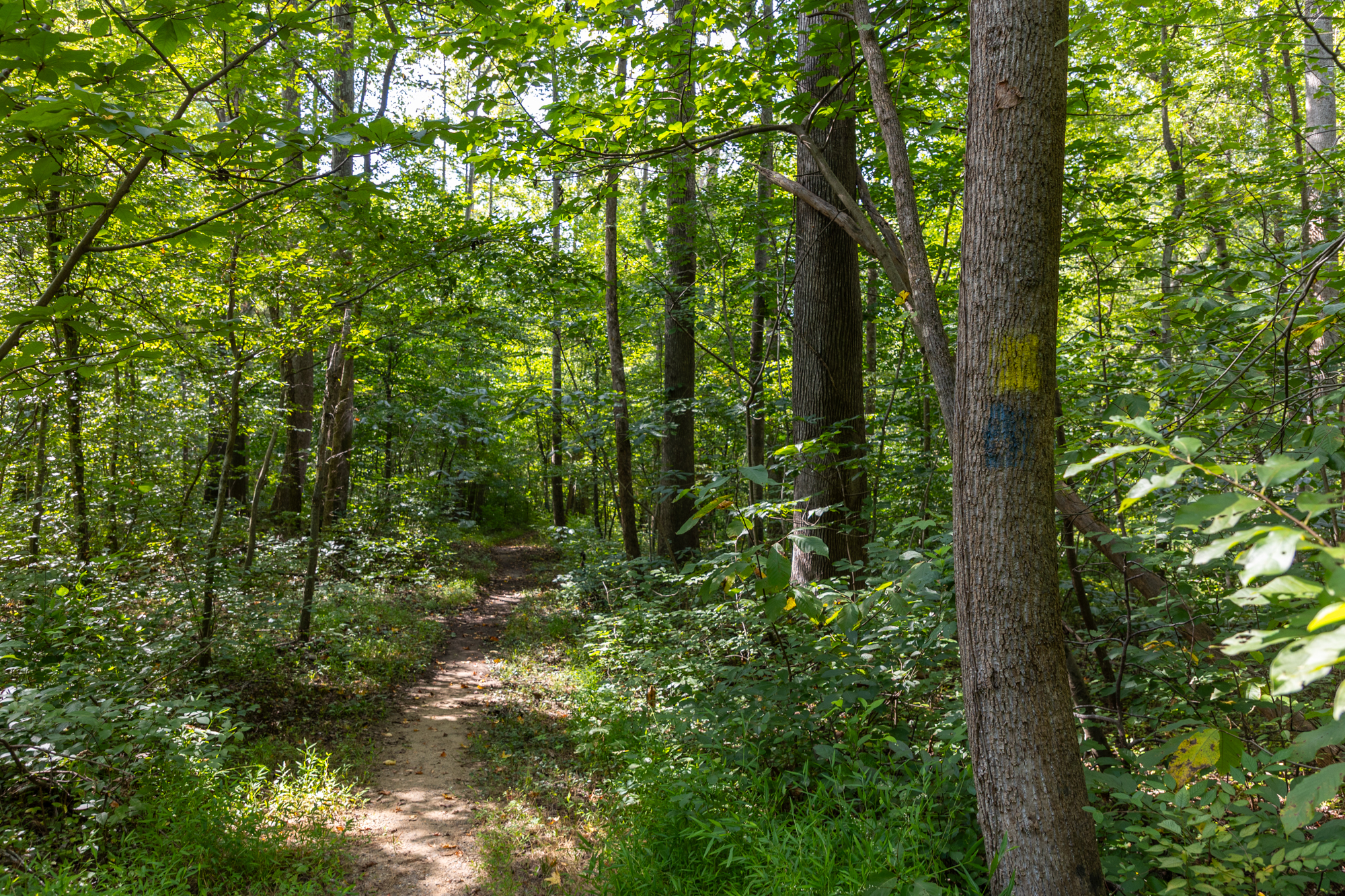 Trees on a trail